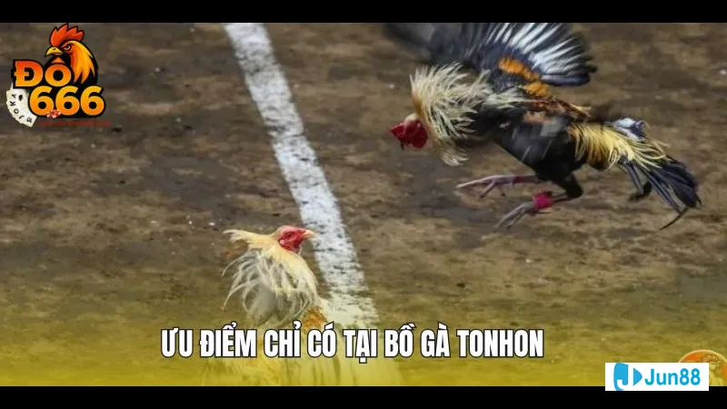 Bồ gà Tonhon đang chụp mồi trên cành