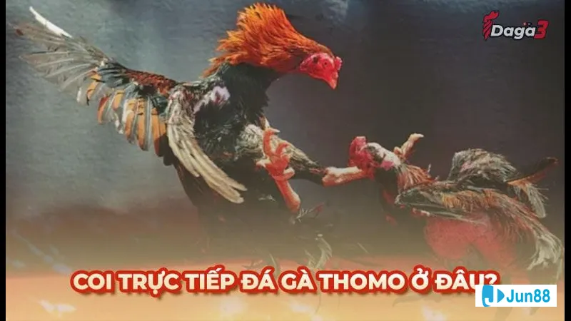 Bí kíp cược đá gà cựa dao