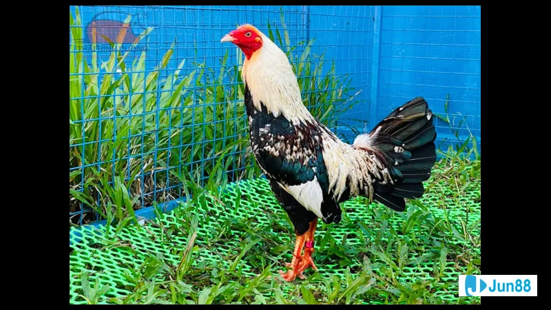Gà tre đá với di truyền đặc biệt