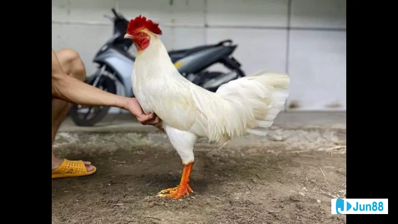 Phương pháp nuôi gà úa