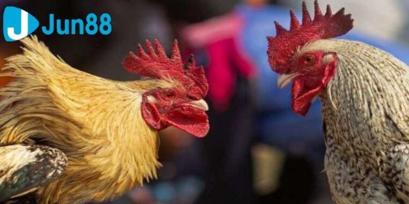 Đá gà trực tiếp là hình thức được yêu thích nhất tại Jun88